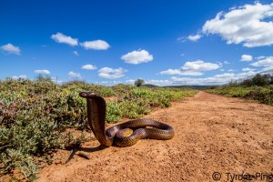 From every angle, these chaps are scary. Piet has a one-word strategy for snakes: "Avoid." (Pic: Tyrone Ping)